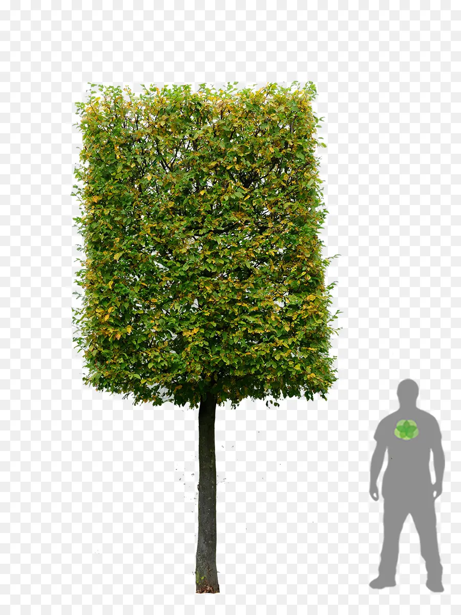 Arbre，Nature PNG