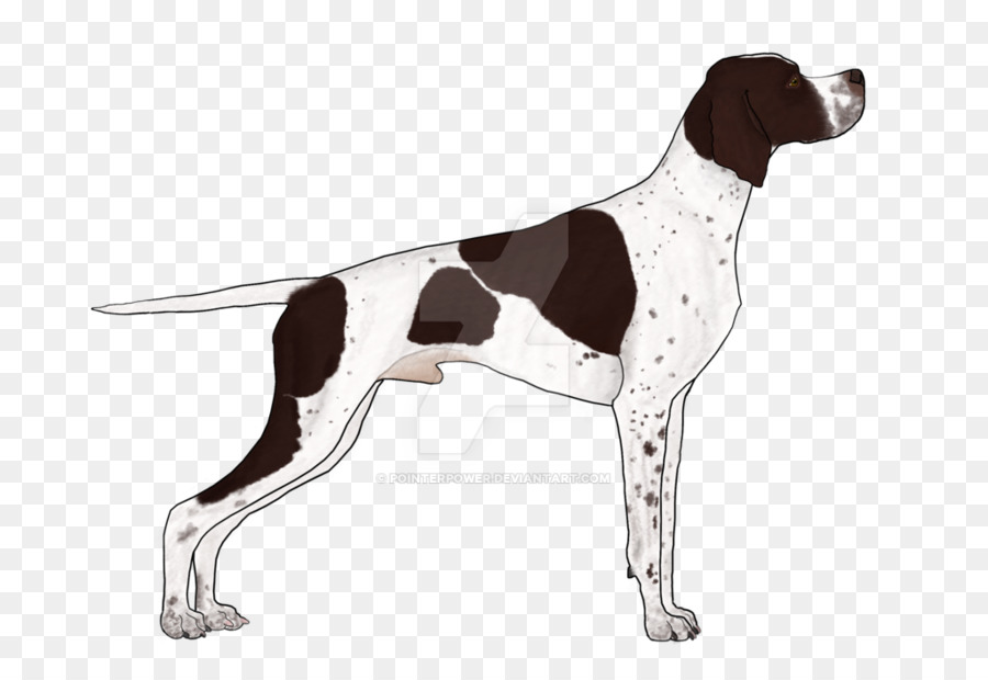 Chien Brun，Animal De Compagnie PNG