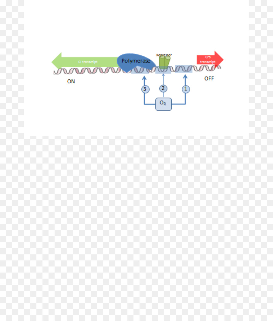 Antitermination，De La Polymérase PNG