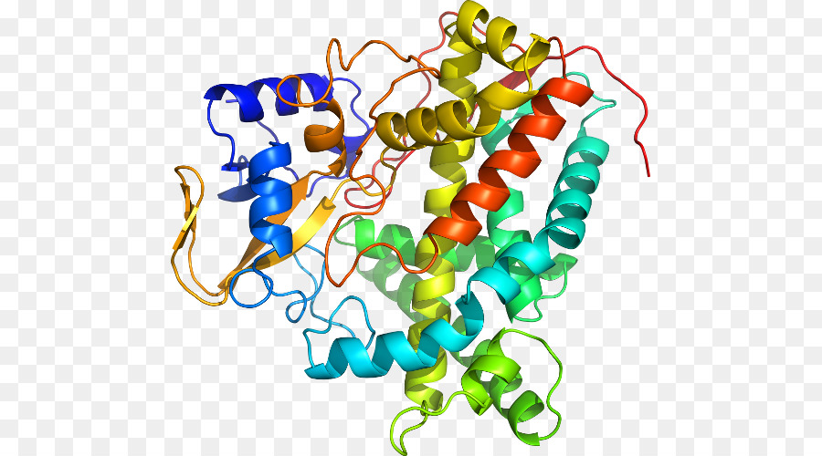 Structure Des Protéines，Biologie PNG