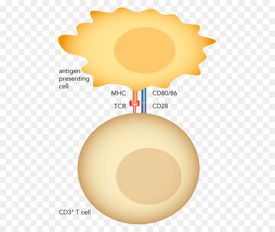 Streptamère，Des Cellules T PNG