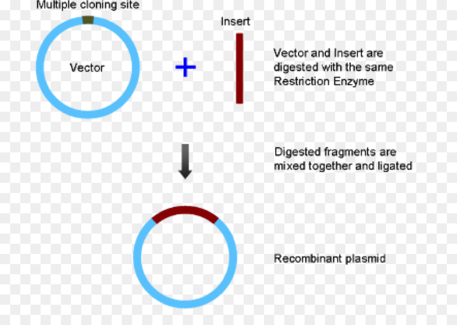 Document，Angle PNG