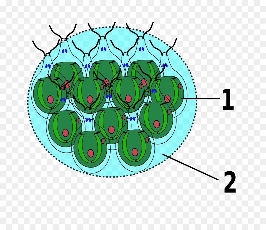 Gonium，Chlamydomonas PNG