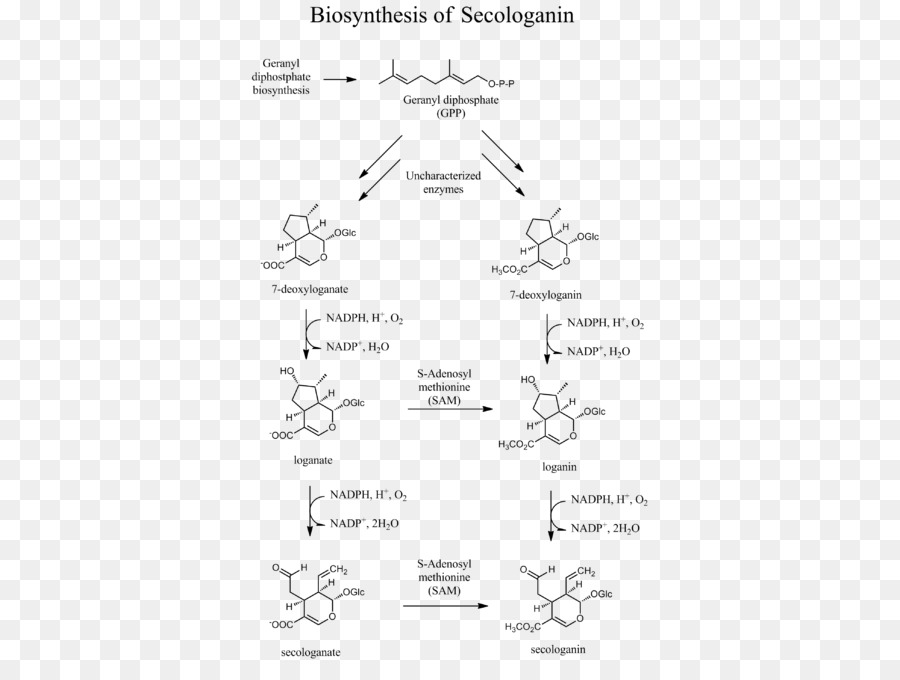 Sécologanine，La Biosynthèse De L PNG