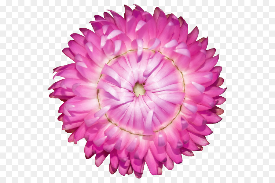 Fleur，Floraison PNG