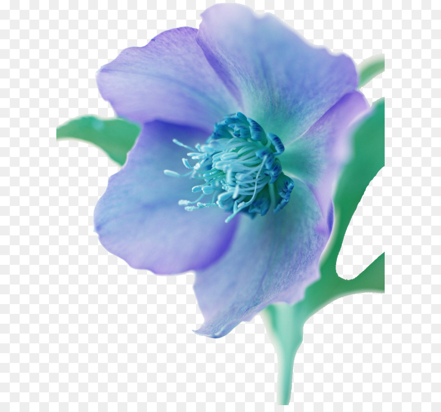 Fleur，Peinture PNG