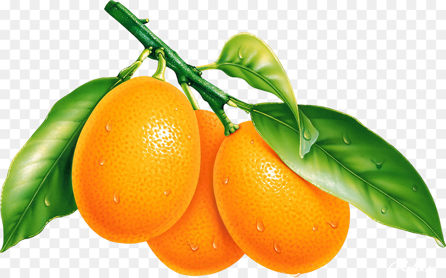 Oranges，Agrumes PNG