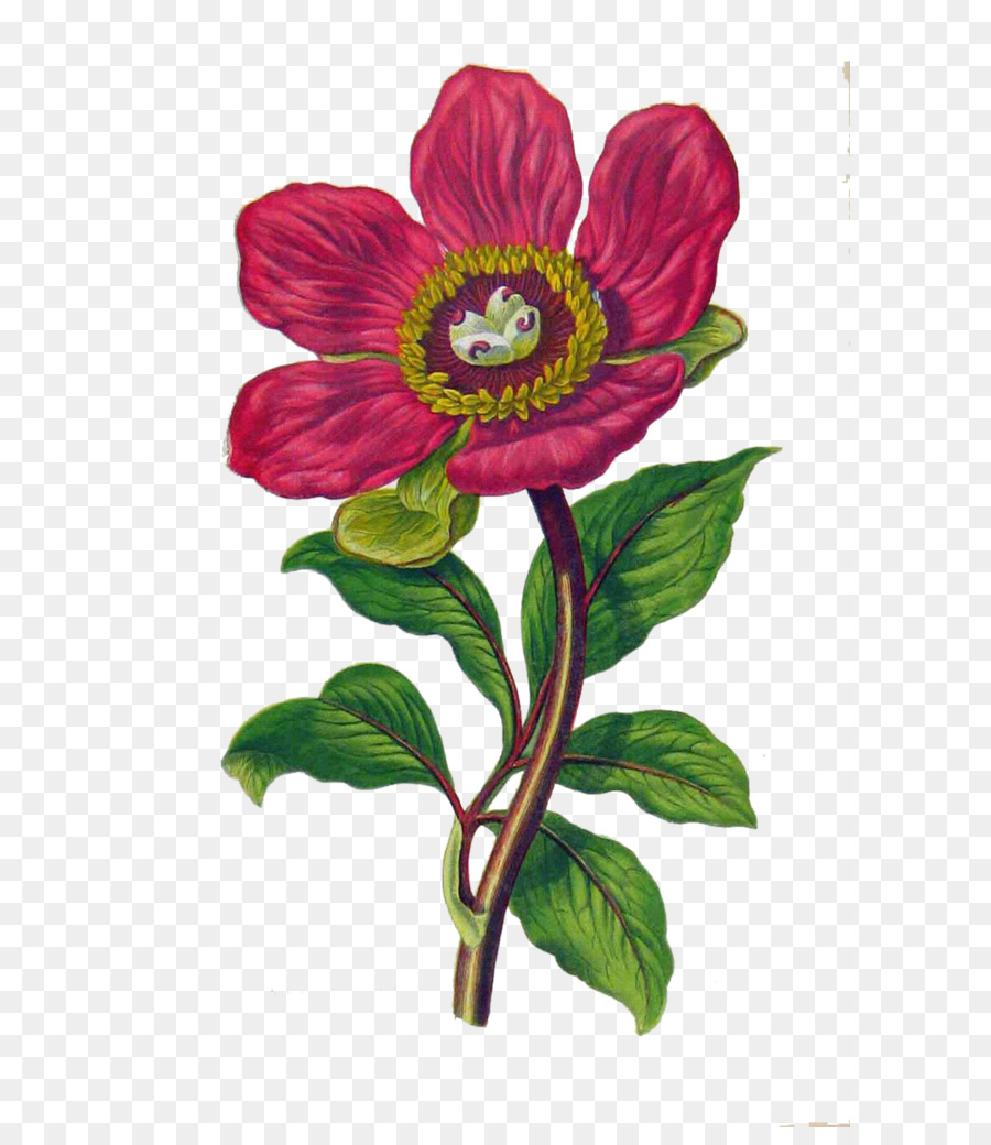 Fleur，Pivoine PNG