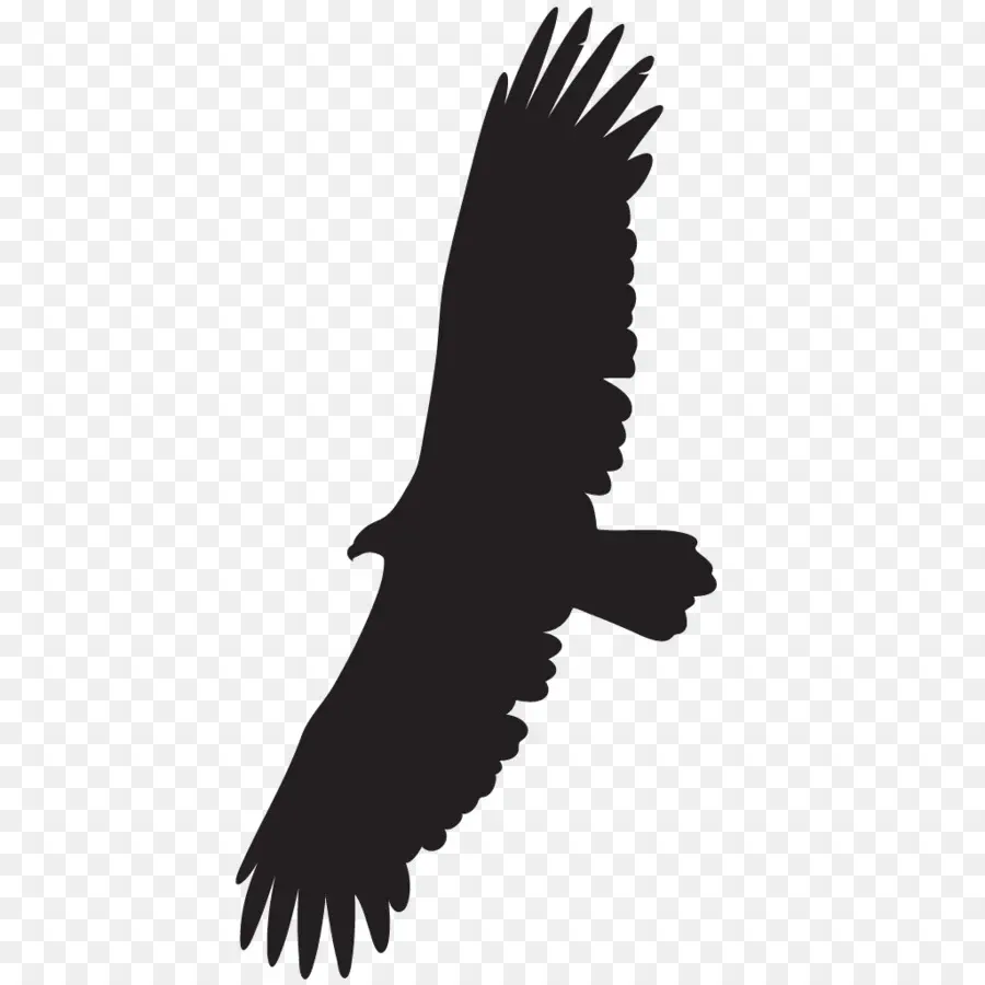 Aigle Silhouette，Rapace PNG