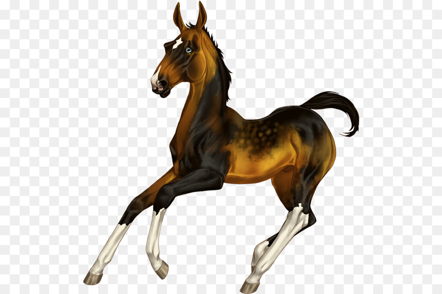 Cheval，équidé PNG