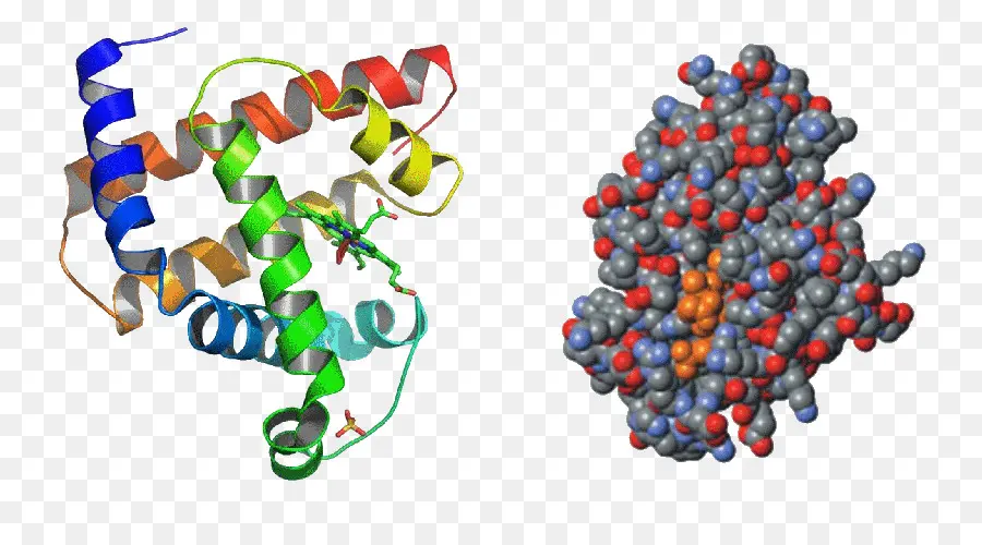 Structure Des Protéines，Biologie PNG