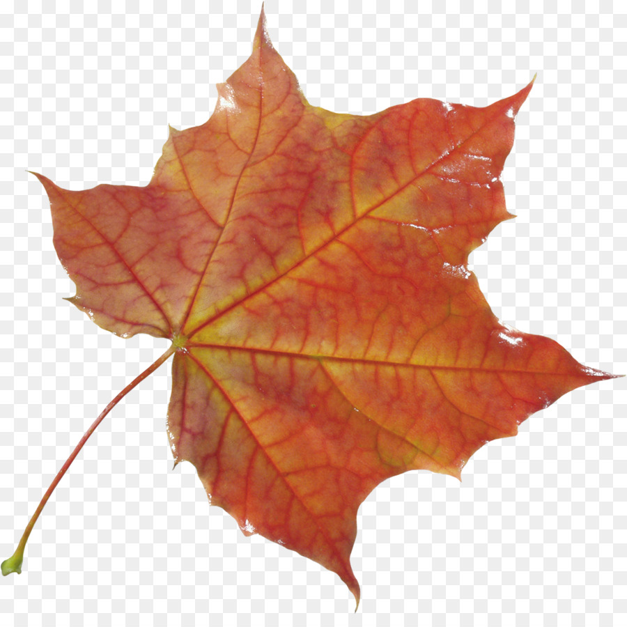 Feuille，Automne PNG