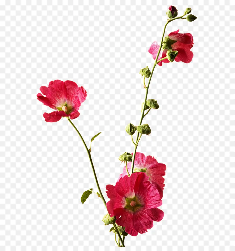 Fleurs Roses，Fleurir PNG