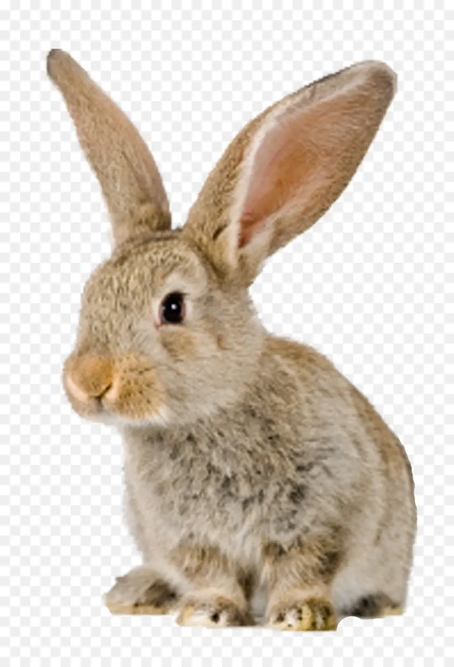 Couverture，Lapin PNG