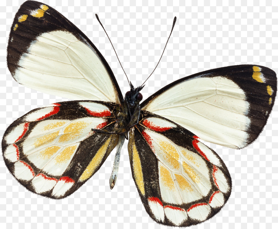 Papillon，Les Insectes PNG