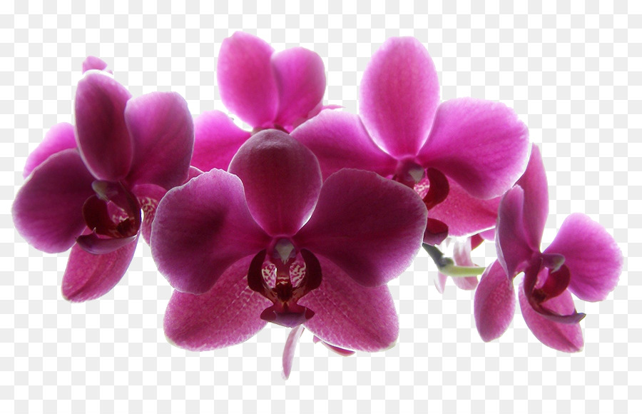 Les Orchidées，Centre De Service De Voiture PNG