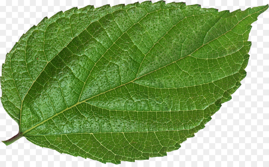 Feuilles Vertes，Menthe PNG