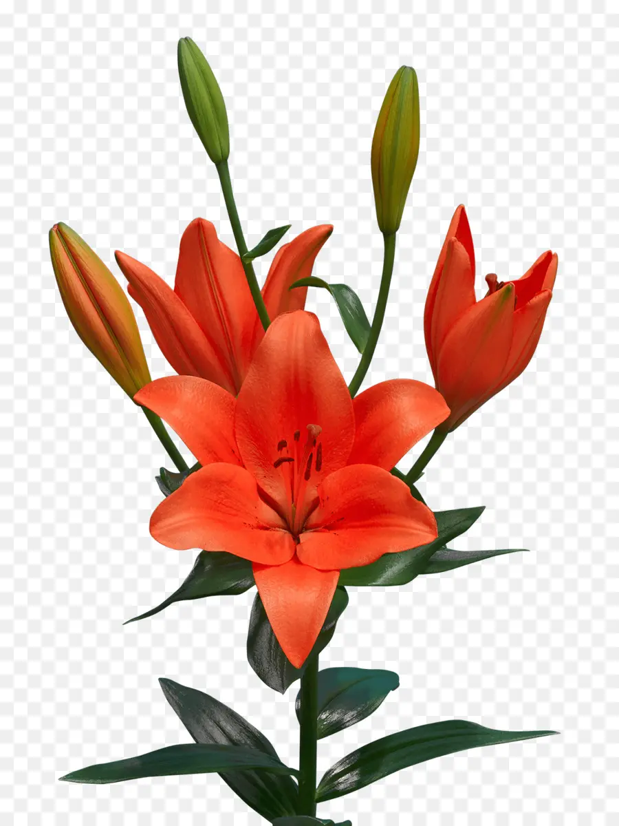 Lys Oranges，Floraison PNG