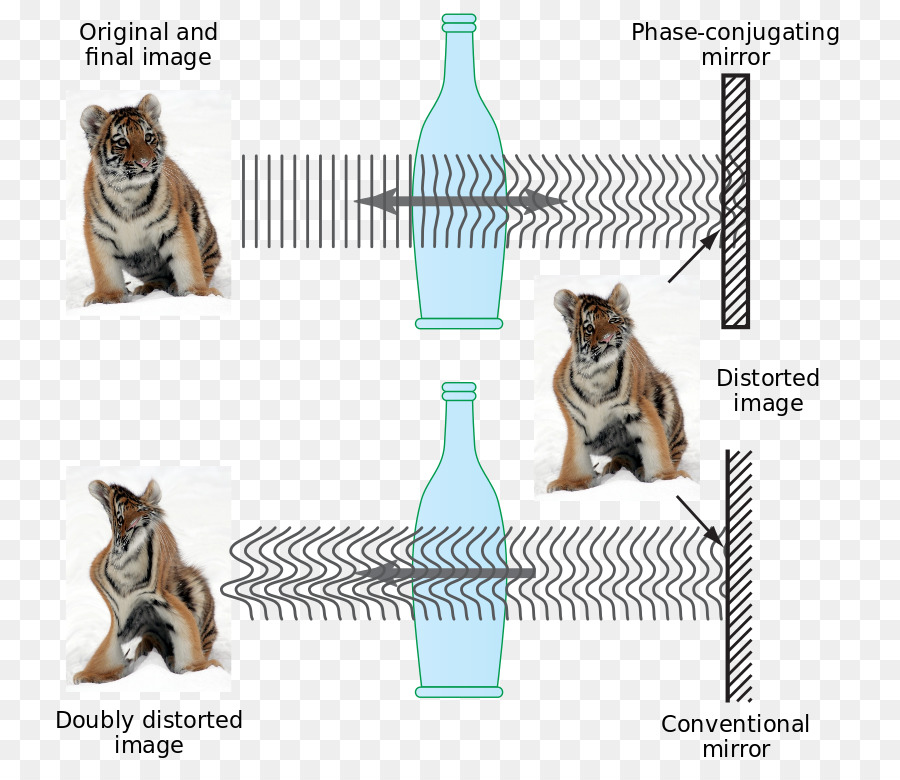 La Lumière，La Phase De Conjugaison PNG