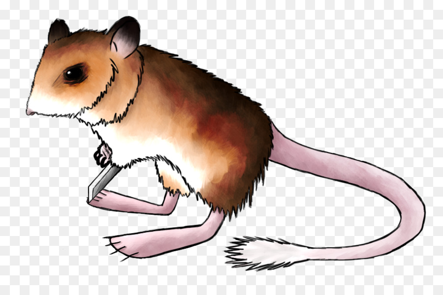 Opossum，Dessin Animé PNG