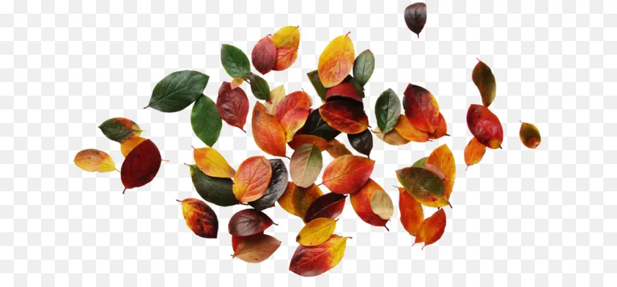 Les Feuilles De L Automne，L Automne PNG