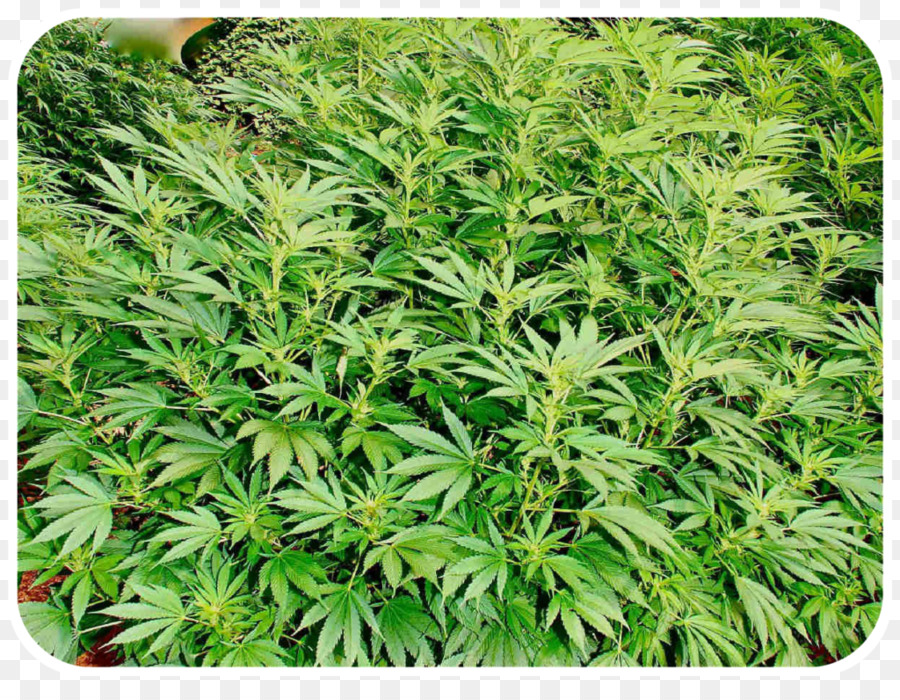 Plantes De Cannabis，Cannabis PNG