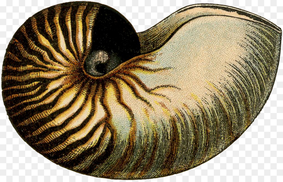 Escargot，Le Nautilus Pompilius PNG