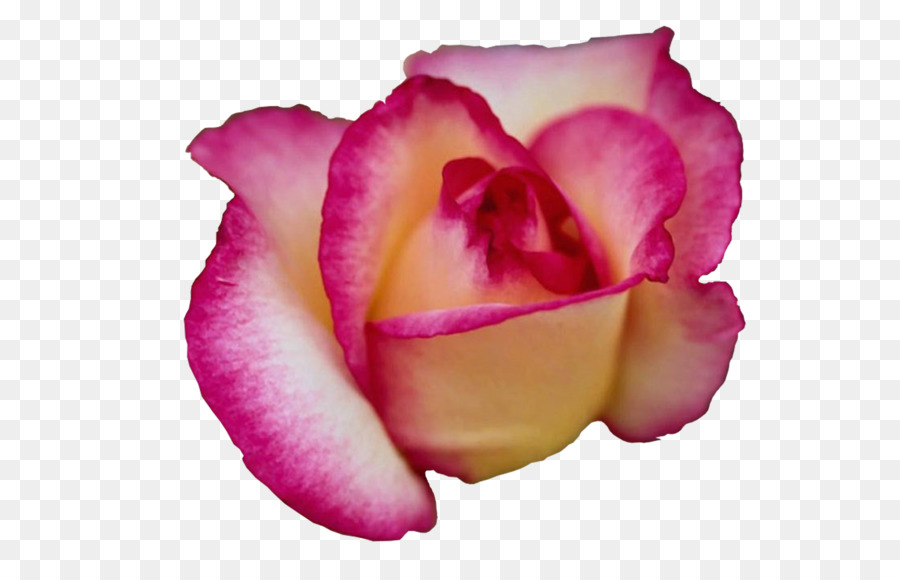 Rose，Floraison PNG