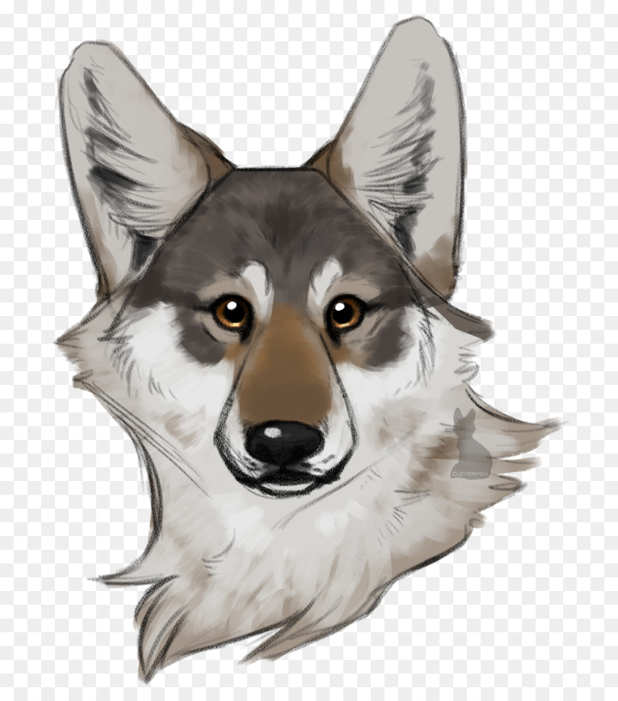 Saarloos Loup，Chien Loup Tchécoslovaque PNG