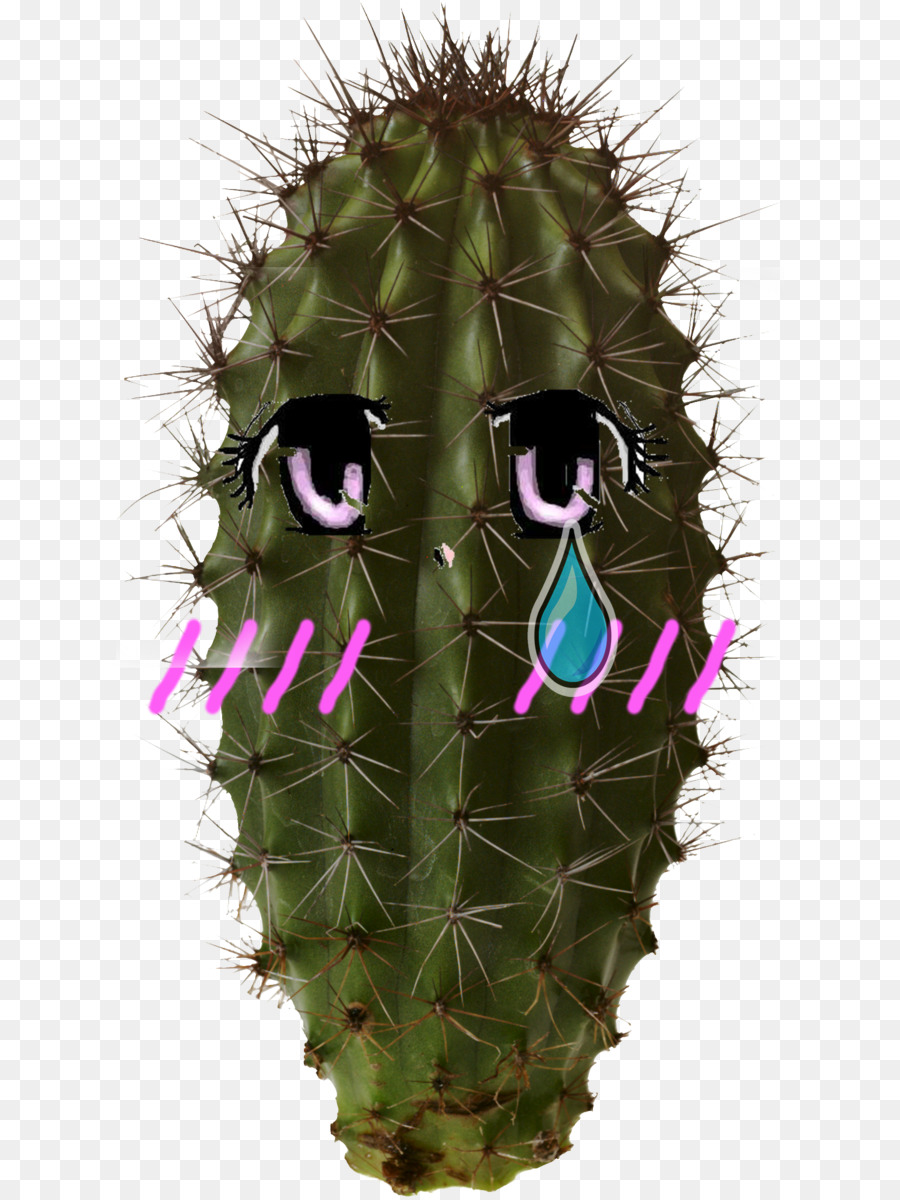 Cactus Avec Visage D'anime，Dessin Animé PNG