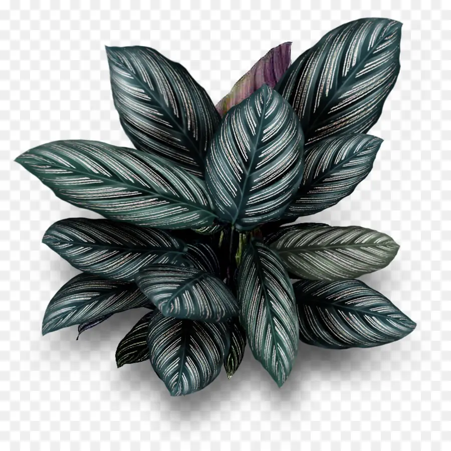 Feuille，Plante PNG