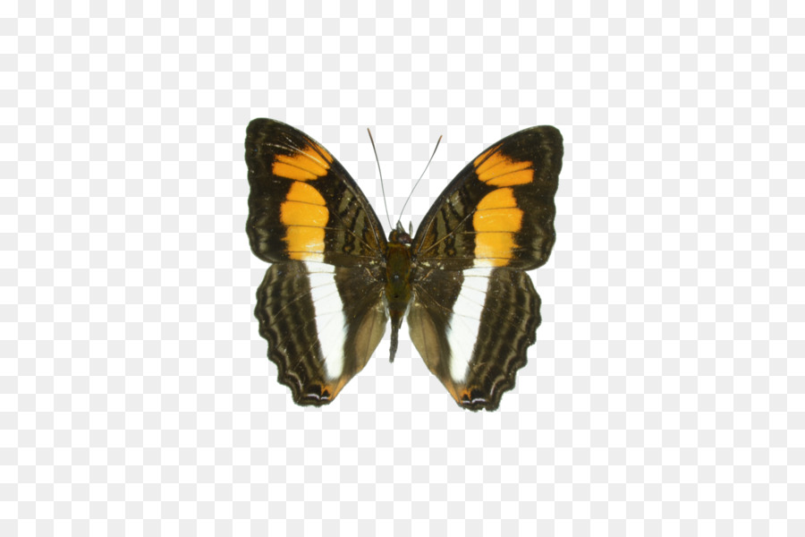 Papillon，Sœurs PNG
