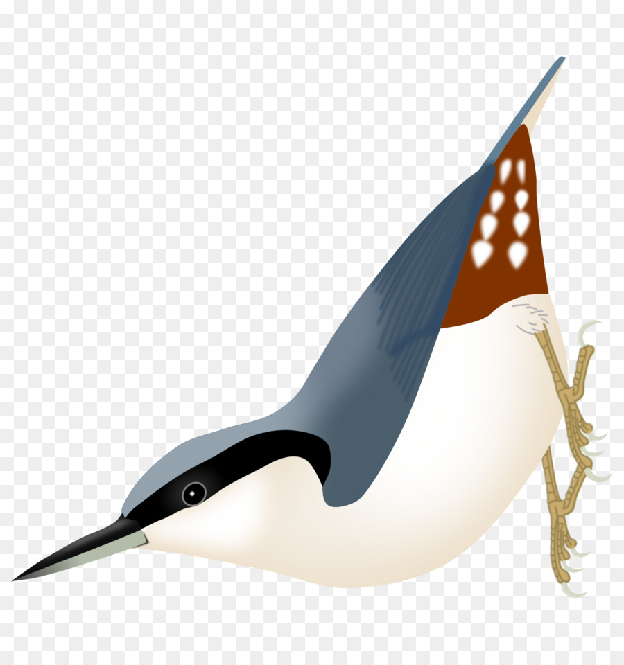 Oiseau，Plumes PNG