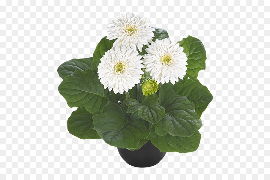 Fleurs Jaunes，Fleurir PNG