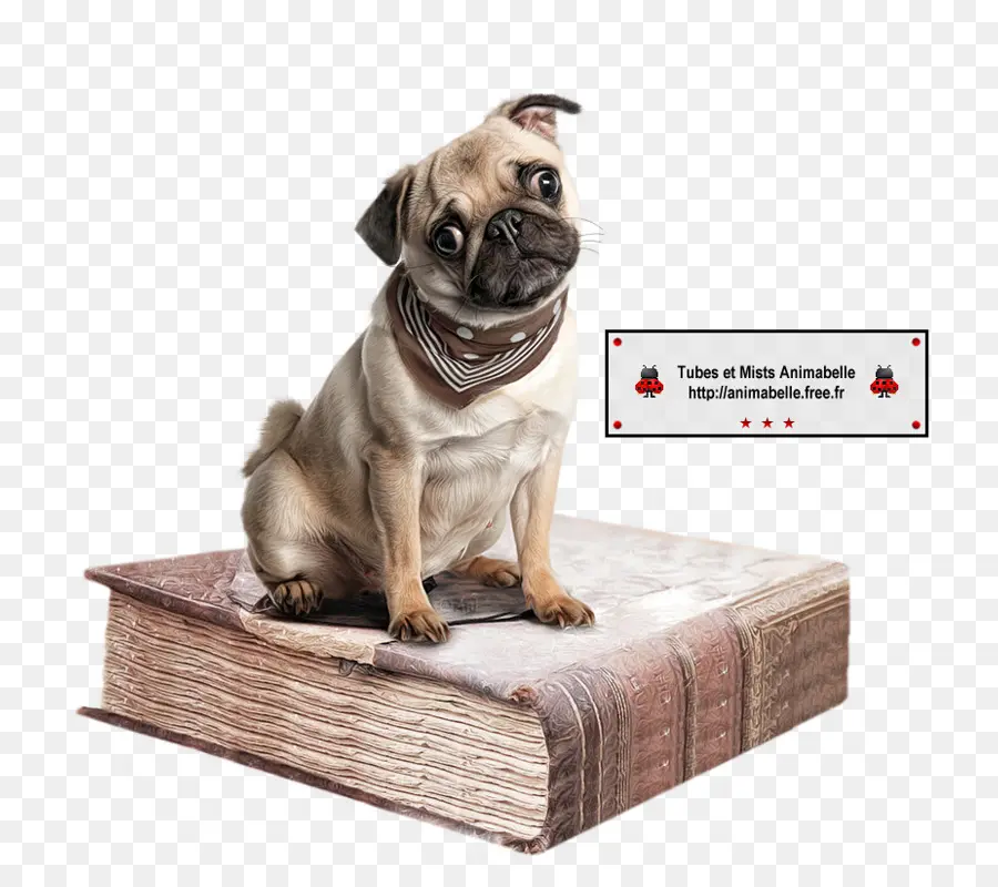 Carlin Sur Le Livre，Chien PNG