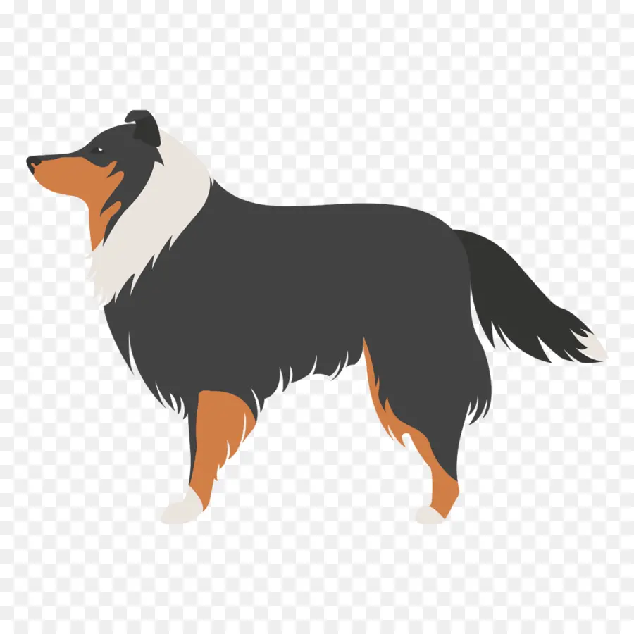 Chien Colley，Animal De Compagnie PNG