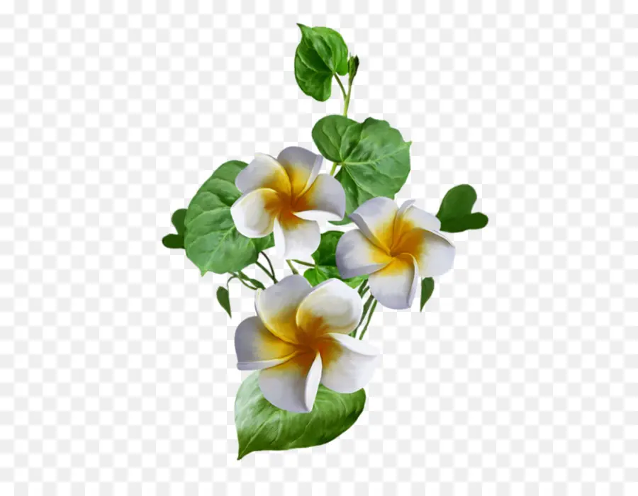 Fleurs Blanches Et Jaunes，Blanc PNG