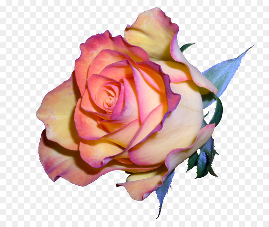 Pêche Rose，Floraison PNG