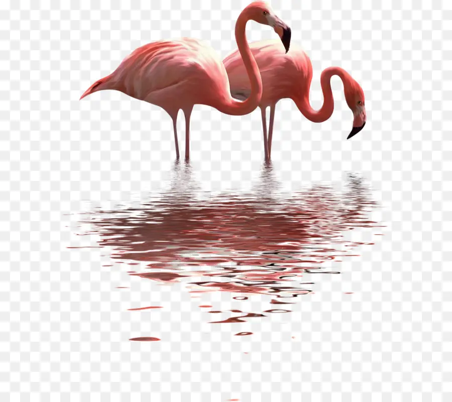 Flamants Roses，Eau PNG