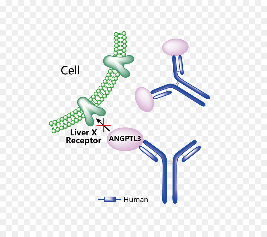 Récepteur Cellulaire，Anticorps PNG