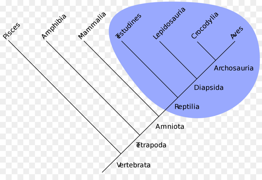 Arbre Phylogénétique，évolution PNG