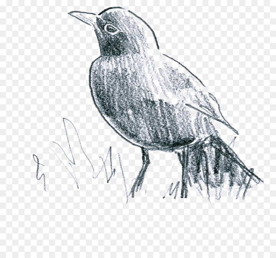 Oiseau Aquarelle，Art PNG