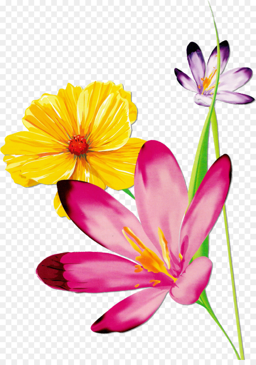 Fleurs Colorées，Jardin PNG