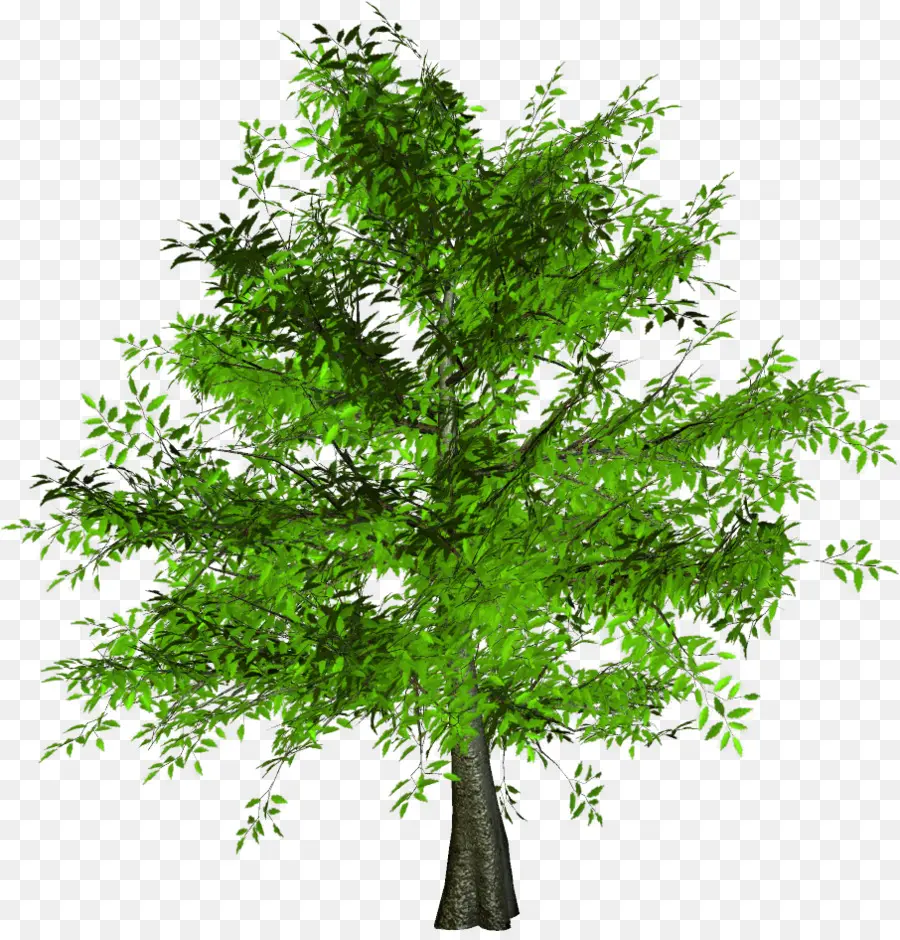 Arbre Vert，Nature PNG