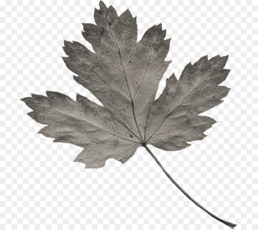 Feuille，Automne PNG