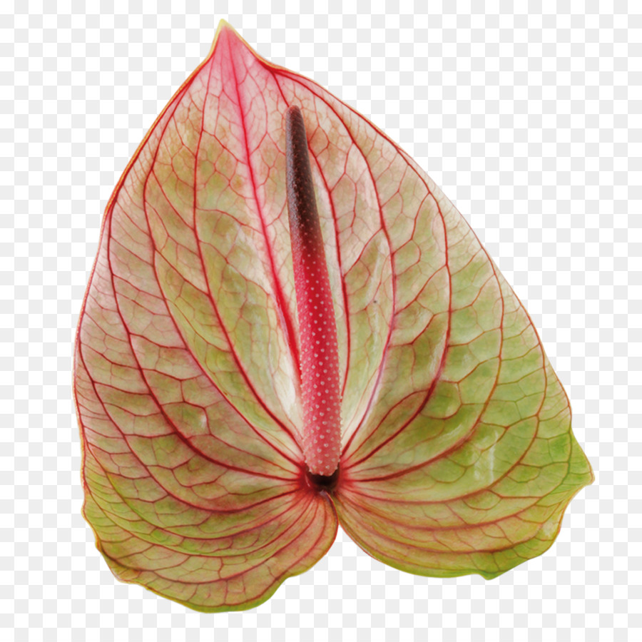 Feuille Verte，Nature PNG