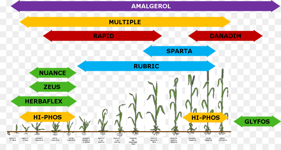 Des Céréales D Hiver，Triticale PNG