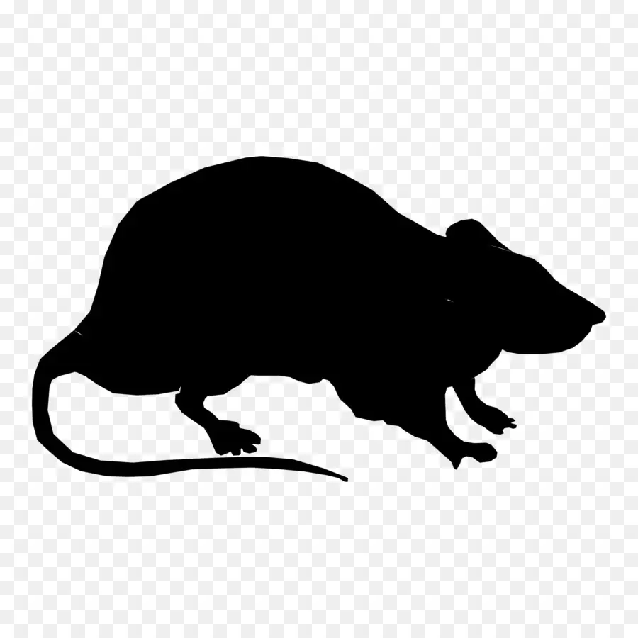Rat，Les Rongeurs PNG