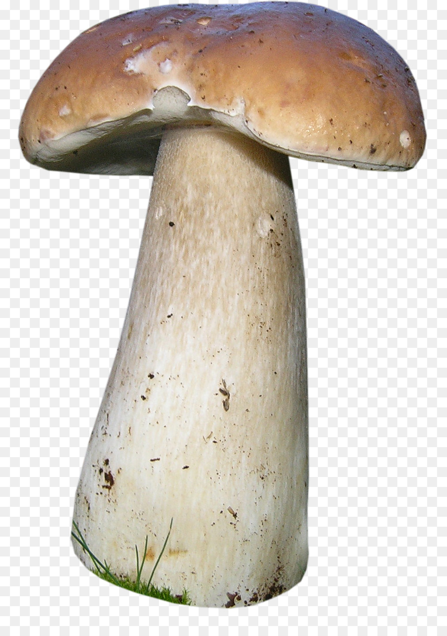 Penny Bun，Champignon PNG