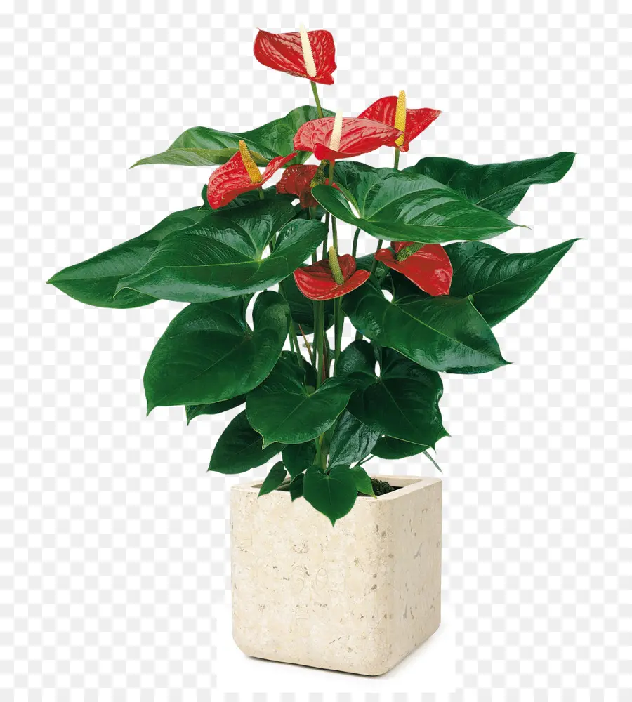 Plante D Intérieur，Peintre Spalette PNG